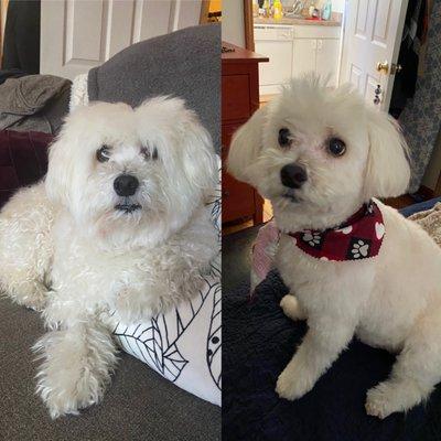 The before and after! They always put a little bandana on him appropriate for the season! This cut was done in February (pre-covid).