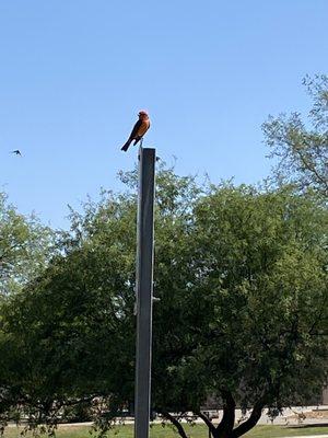 This male vermillion flycatcher was one of 4 other males and 4 females.