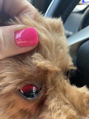 This is my poor babies eye after grooming