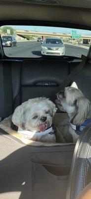 On our way to the groomers