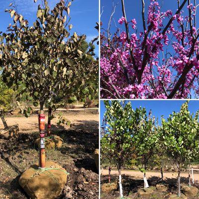 Native Redbuds: 'Forest Pansy' & Eastern (straight species)