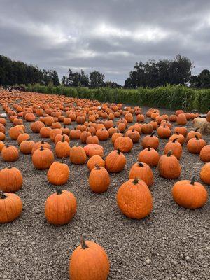 Lots of pumpkins!