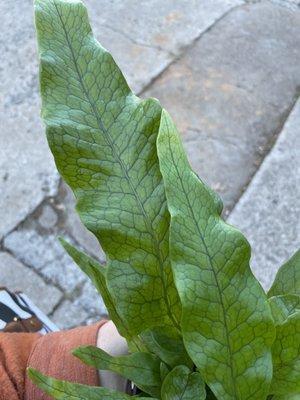 Crocodile Fern--what a great find!!