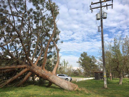 Years of drought can cause healthy trees to fail even if the drought is over. Schedule a safety inspection today.