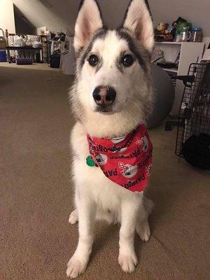 Hunter looking sleek after his de-shedding bath after blowing his coat this season.