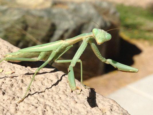 Praying Mantis, Palm Desert Ca.