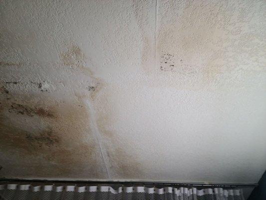 Black mold