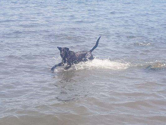 Lucky in the lake