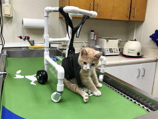 We built little Russell a walker to help him relearn how to use his back legs after a spinal fracture!