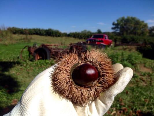 Chestnut