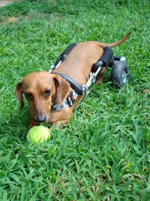 Boomer in a Dachshund sized dog wheelchair