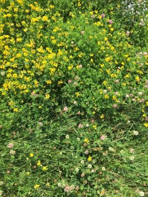 Wild flower field nearby.