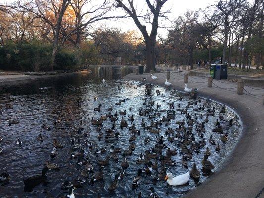 Trinity Park Duck Pond