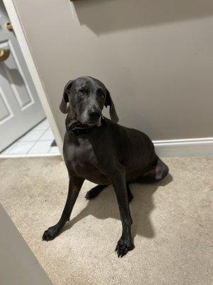 Weim at home, after the treatment.