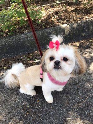 Teddy bear cut with a topknot.