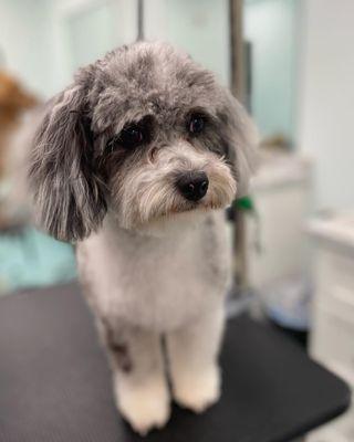 Puppy's first haircut