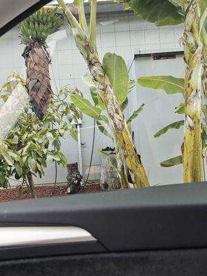 Jungle vibes driving into the car wash