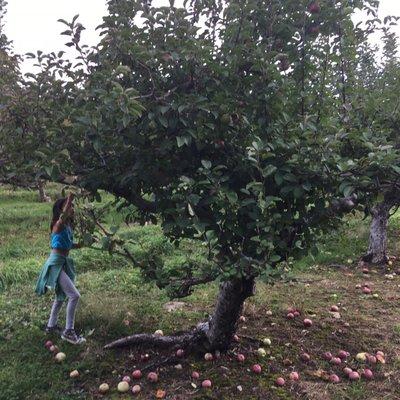 Picking apples