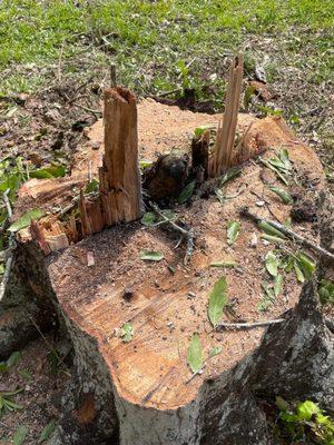 Tree Tech of Louisiana