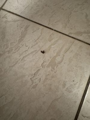 Bug I killed in the bathroom