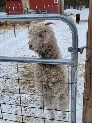 Angora Goat raised here on the farm