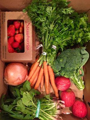 Today's CSA box: carrots with tops, apples, white onion, bunched spinach, strawberries, broccoli, and cilantro.