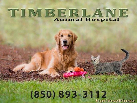 Timberlane Animal Hospital