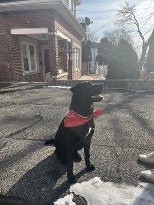 Groomed puppy