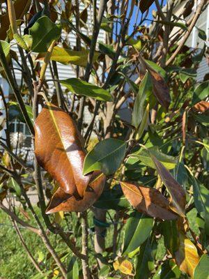 Pictures of the newly planted magnolia tree by Meadows Farms.