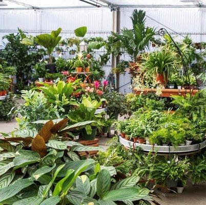 Large indoor greenhouse for houseplants.  Unique and standard varieties.  New shipments all the time.