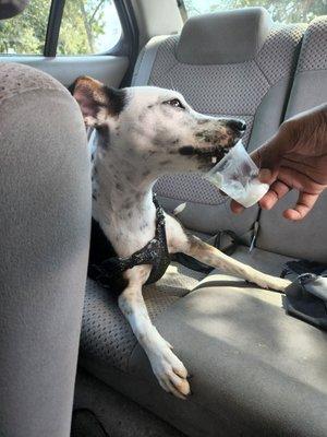 Cookie got her Puppaccino for being a good girl!