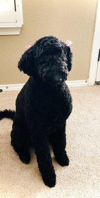 Standard Poodle