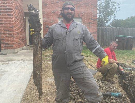 Plumber holding up giant root cut from the ground.