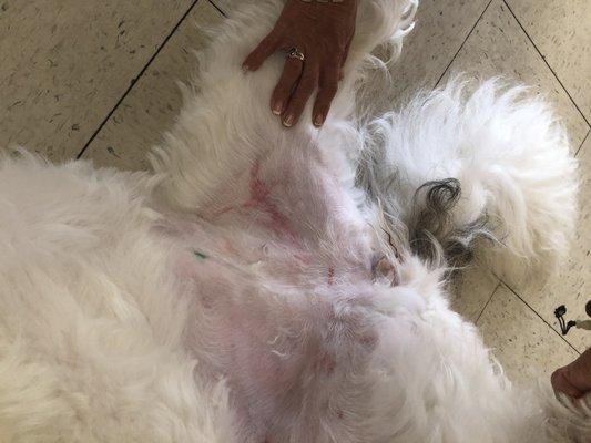 My dog's belly resulting from dull blades being used at Fur Real in Carlsbad, CA.