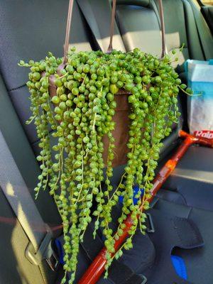 Brand new baby $20 String of Pearls