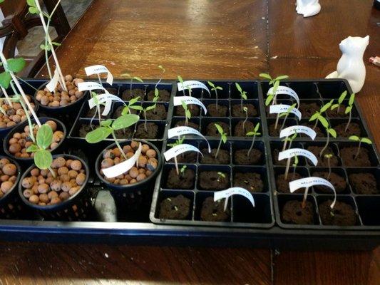 Simple Soil Hydroponics