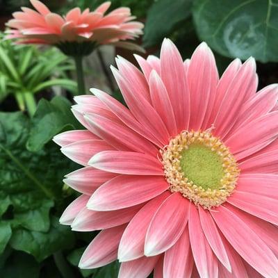 Shasta Daisy