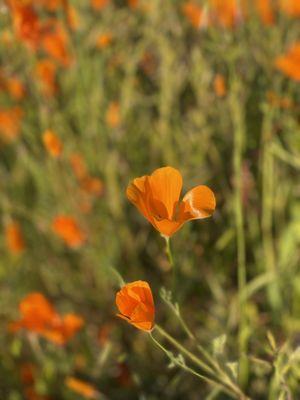 More poppies