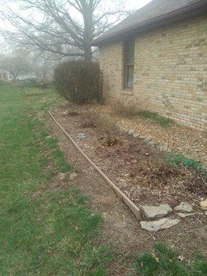 Trim rose bushes and cleanup leaves,sticks. Progress photos.