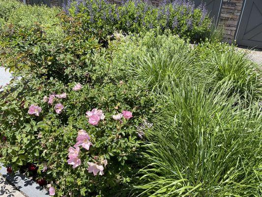 Flowers by the main entrance.