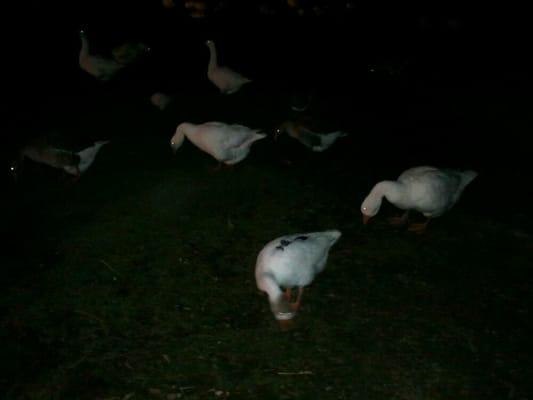 Demonic ducks