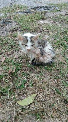 Pep, the sweet kitten BEFORE Jackson Veterinary Clinic!