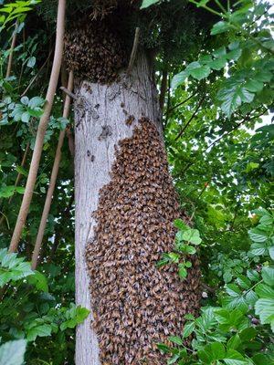 Swarm of bees having just landed on a tree trunk.