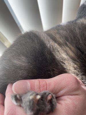 Poorly cut cat nail