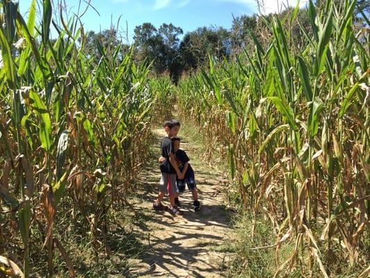 Corn Maze!