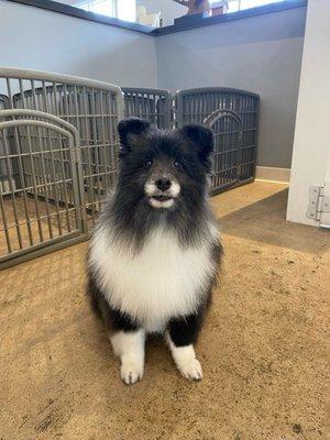 12.5 Shetland sheepdog post groom