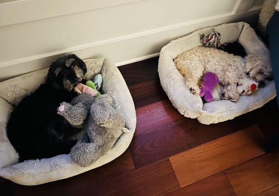 Mabel is the beautiful dark-haired girl and curly little Freddy is on your right. DNA testing proved that they are siblings!