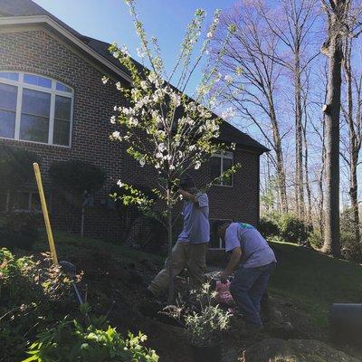 Planting a Yoshino cherry tree!