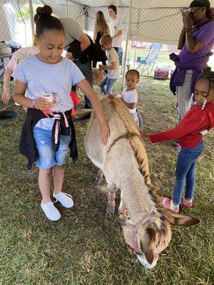 A lil donkey so flipping cute! Soft too!