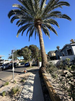 Canary palm looking beautiful